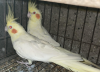 Lovebird & Cockatiel